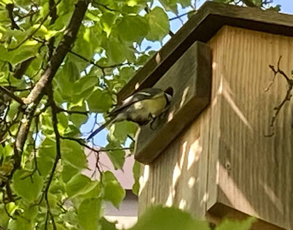 Umweltschule live: Leben in den FDS-Nistkästen und -Bienenstöcken